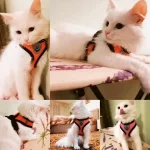 cat harness vest leash set